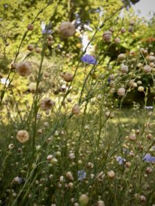 cute beige purple flowers