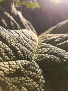 closeup of leafstructure with sun shining trough