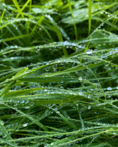 Closeup of Raindrops on Grass