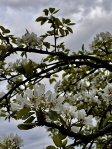 white flowers on tree