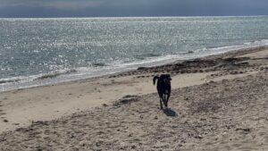 Smiling dog walking on beach