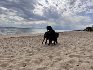 the backside of two dogs on the beach playing