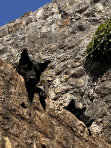 two heads of black dog loocking out of stone wall